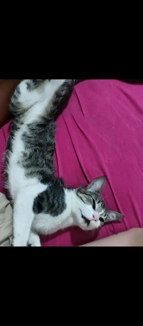 Gato raça SRD-ViraLata idade 1 ano nome Musk