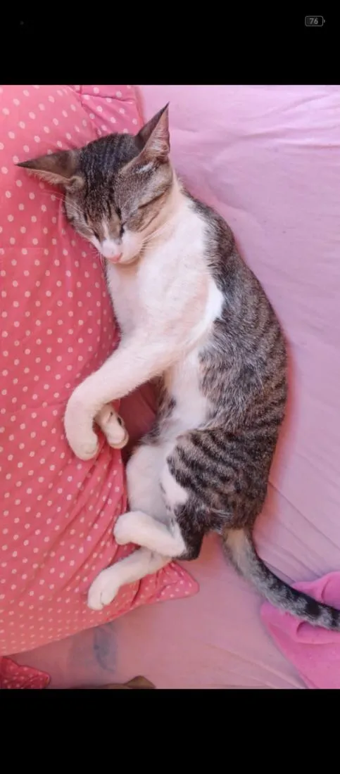 Gato raça SRD-ViraLata idade 1 ano nome Musk