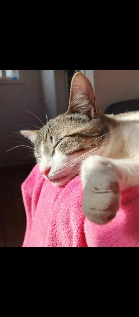 Gato raça SRD-ViraLata idade 1 ano nome Musk