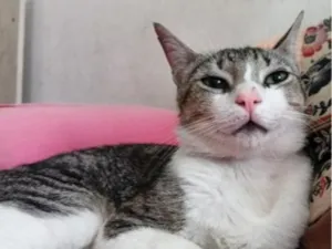 Gato raça SRD-ViraLata idade 1 ano nome Musk