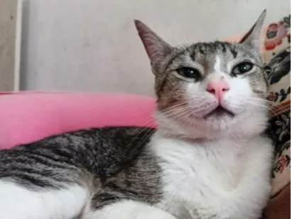 Gato raça SRD-ViraLata idade 1 ano nome Musk