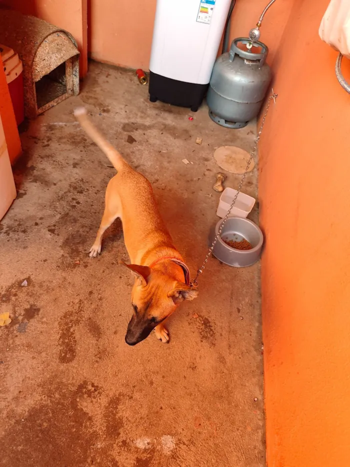 Cachorro raça SRD-ViraLata idade 7 a 11 meses nome caramelo 