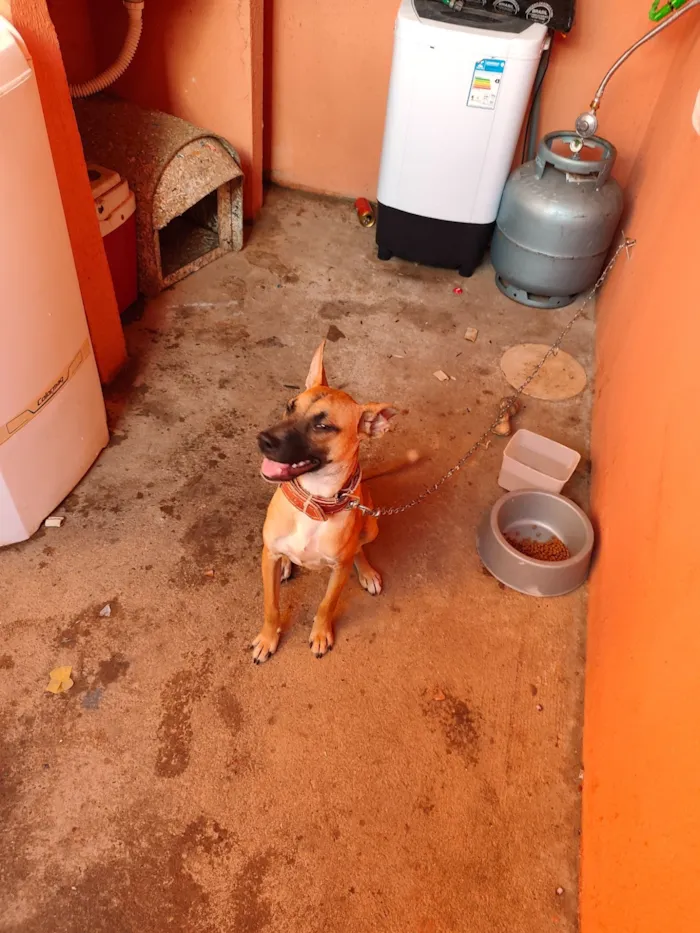 Cachorro raça SRD-ViraLata idade 7 a 11 meses nome caramelo 