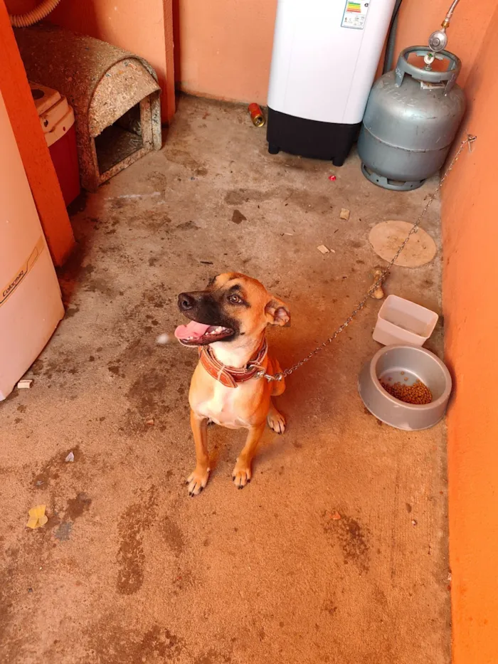 Cachorro raça SRD-ViraLata idade 7 a 11 meses nome caramelo 