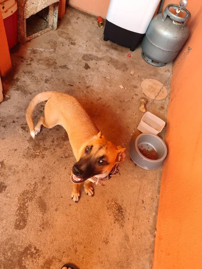 Cachorro raça SRD-ViraLata idade 7 a 11 meses nome caramelo 