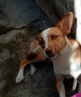 Pipoca
