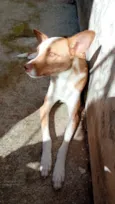 Pipoca