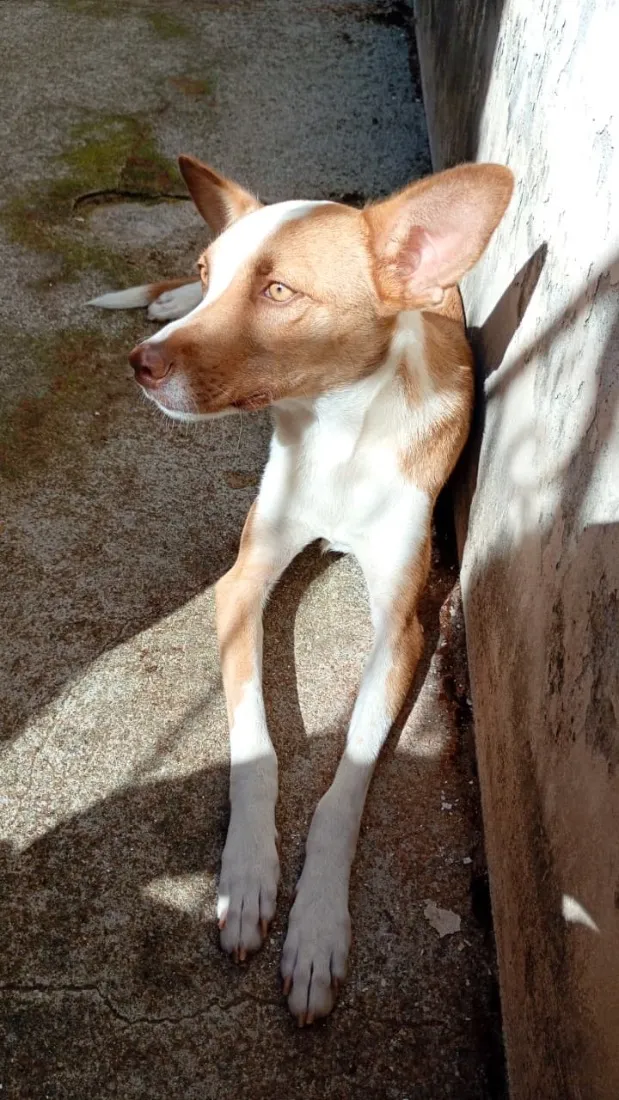 Cachorro raça SRD-ViraLata idade 7 a 11 meses nome Pipoca