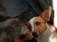 Pipoca