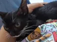 Morgana