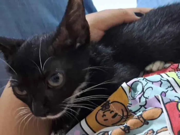 Gato raça SRD-ViraLata idade 2 a 6 meses nome Morgana