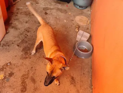 Cachorro raça SRD-ViraLata idade 7 a 11 meses nome caramelo 