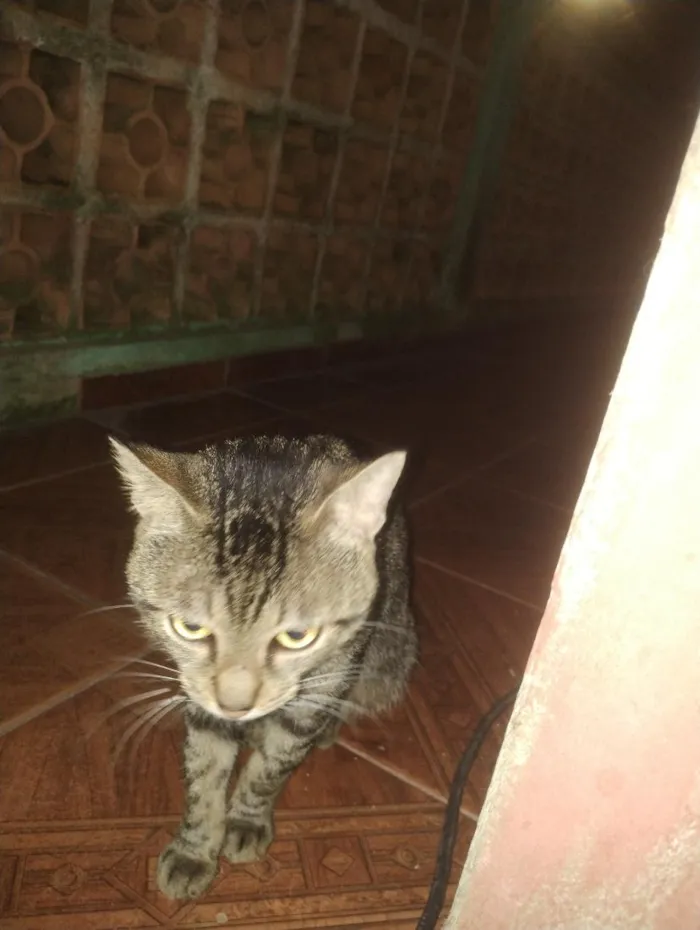 Gato raça SRD-ViraLata idade 1 ano nome Taí lung 