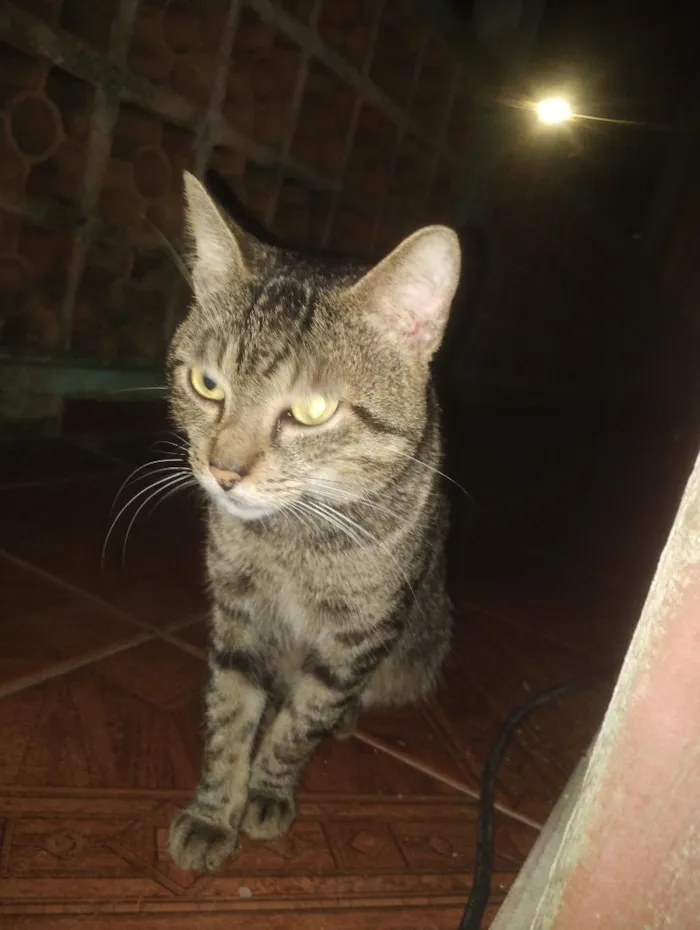 Gato raça SRD-ViraLata idade 1 ano nome Taí lung 