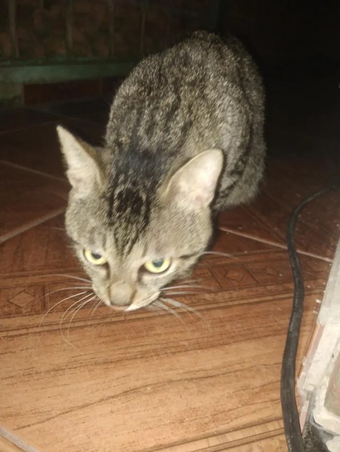 Gato raça SRD-ViraLata idade 1 ano nome Taí lung 