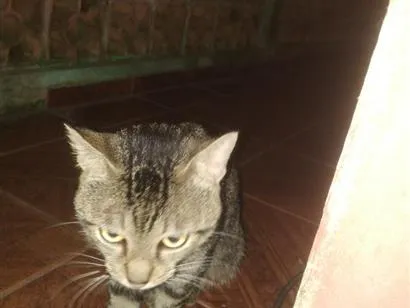 Gato raça SRD-ViraLata idade 1 ano nome Taí lung 