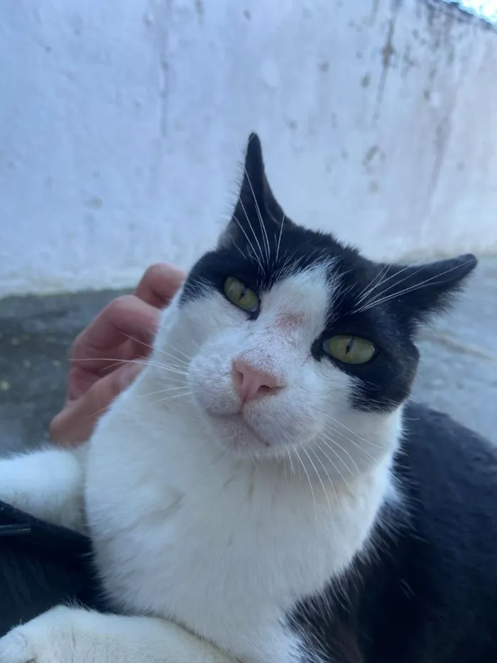 Gato raça SRD-ViraLata idade 6 ou mais anos nome Floyd