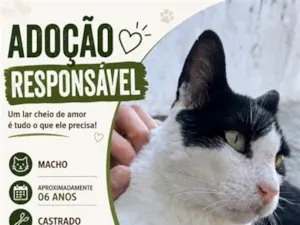 Gato raça SRD-ViraLata idade 6 ou mais anos nome Floyd