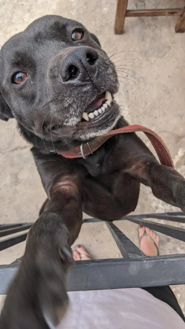 Cachorro raça SRD-ViraLata idade 4 anos nome neguinha 