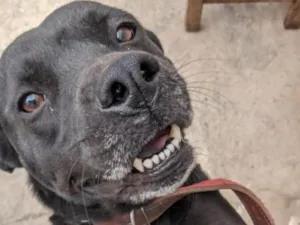 Cachorro raça SRD-ViraLata idade 4 anos nome neguinha 