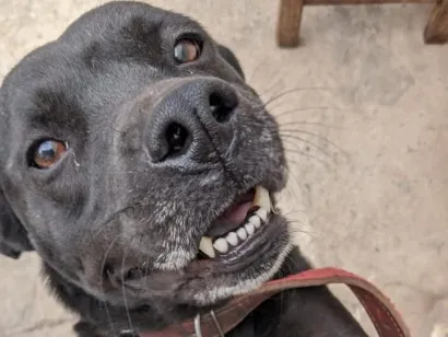 Cachorro raça SRD-ViraLata idade 4 anos nome neguinha 