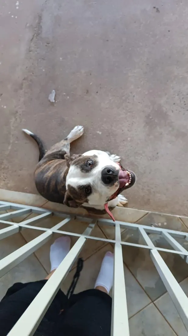 Cachorro raça Pit-Bull idade 1 ano nome Sadan
