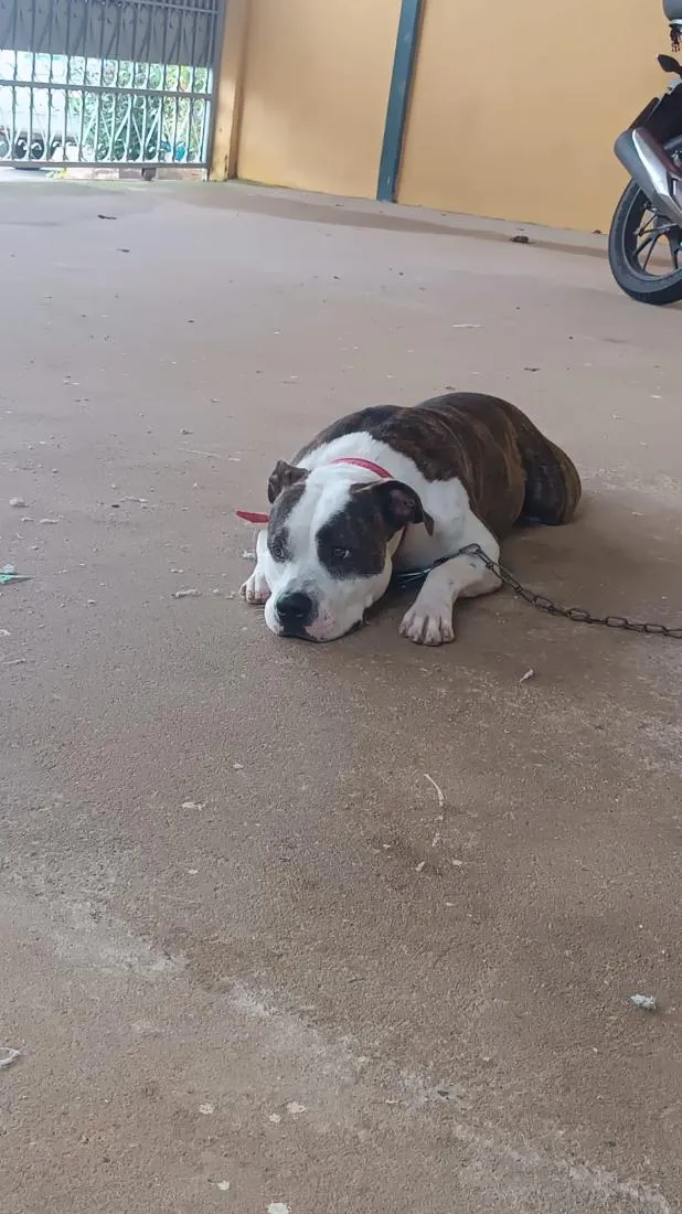 Cachorro raça Pit-Bull idade 1 ano nome Sadan