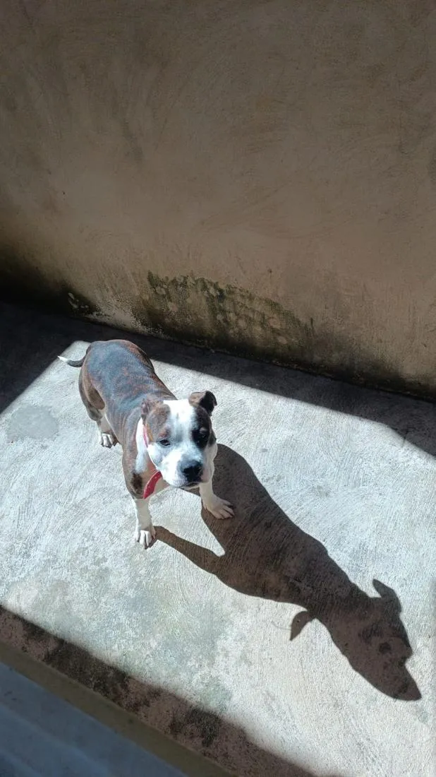 Cachorro raça Pit-Bull idade 1 ano nome Sadan