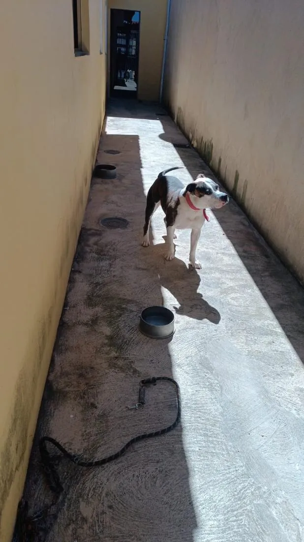 Cachorro raça Pit-Bull idade 1 ano nome Sadan