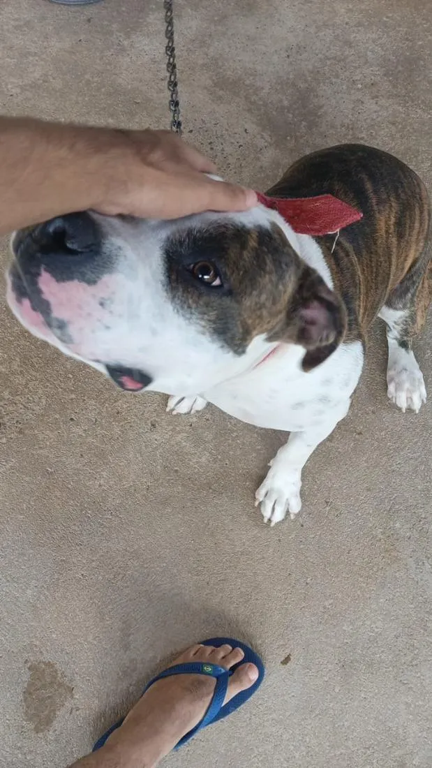 Cachorro raça Pit-Bull idade 1 ano nome Sadan