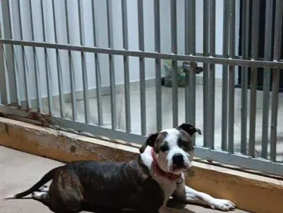 Cachorro raça Pit-Bull idade 1 ano nome Sadan