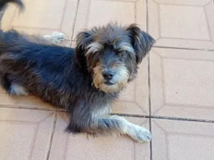 Cachorro raça SRD-ViraLata idade 2 anos nome Tommy