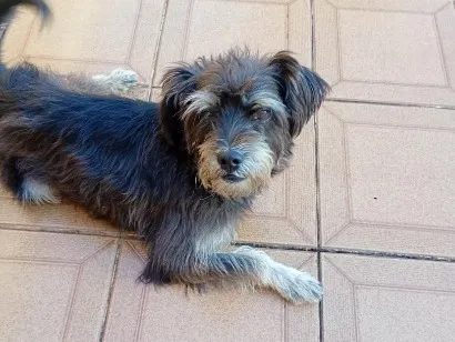 Cachorro raça SRD-ViraLata idade 2 anos nome Tommy