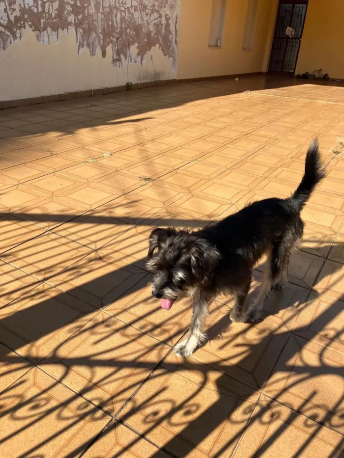 Cachorro raça SRD-ViraLata idade 2 anos nome Tommy