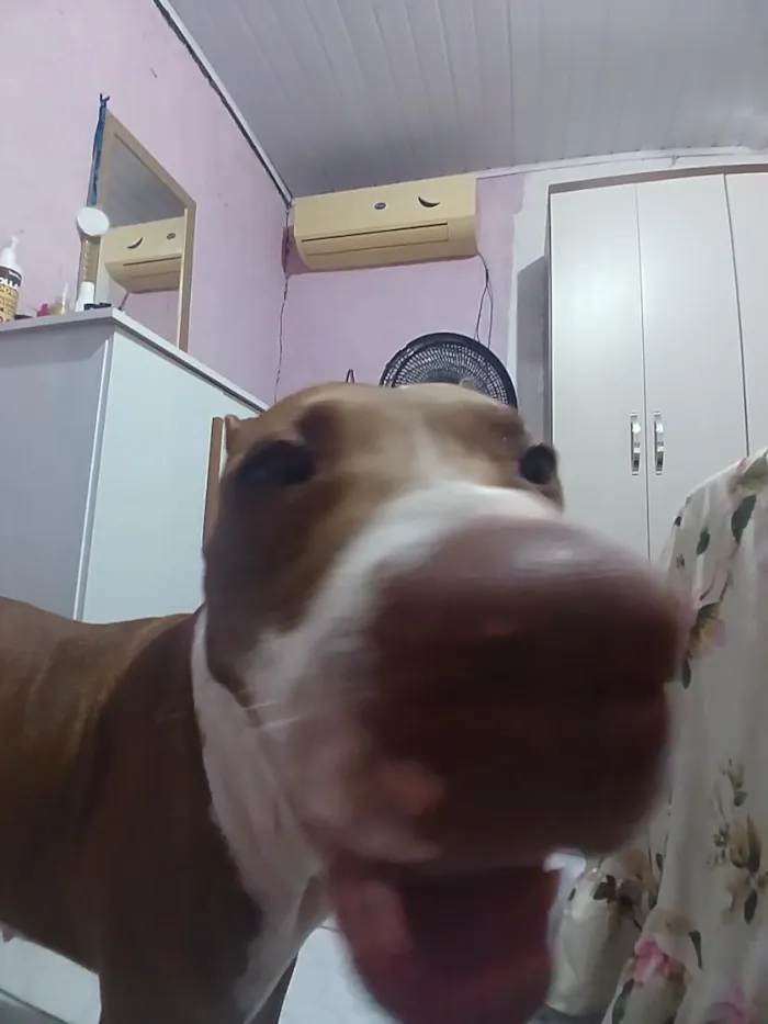 Cachorro raça Pit-Bull idade 2 anos nome pandora