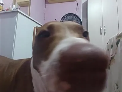 Cachorro raça Pit-Bull idade 2 anos nome pandora
