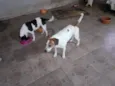Thor, Laica, Lesse