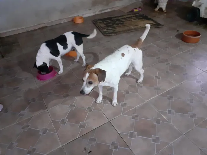 Cachorro raça SRD-ViraLata idade 6 ou mais anos nome Thor, Laica, Lesse