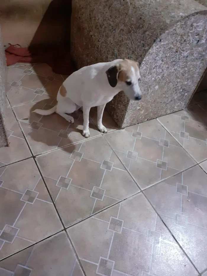 Cachorro raça SRD-ViraLata idade 6 ou mais anos nome Thor, Laica, Lesse