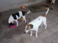 Thor, Laica, Lesse