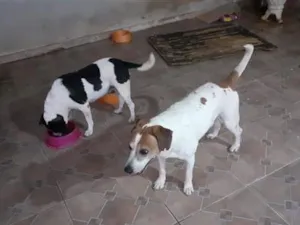 Cachorro raça SRD-ViraLata idade 6 ou mais anos nome Thor, Laica, Lesse