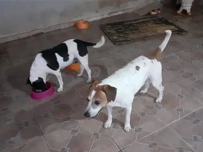Cachorro raça SRD-ViraLata idade 6 ou mais anos nome Thor, Laica, Lesse