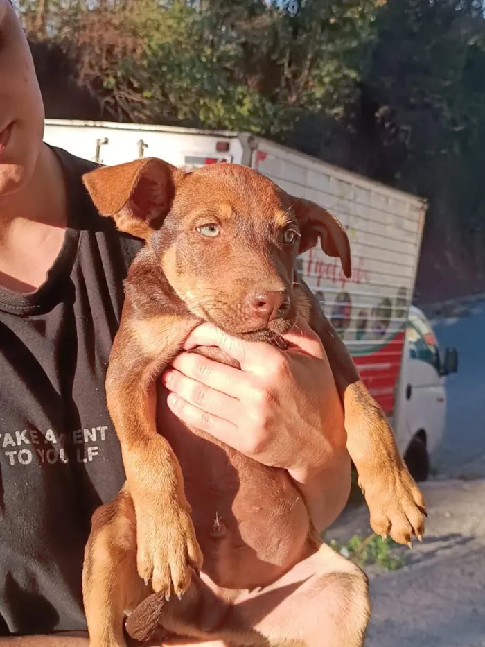 Cachorro raça SRD-ViraLata idade 2 a 6 meses nome sem nome definido