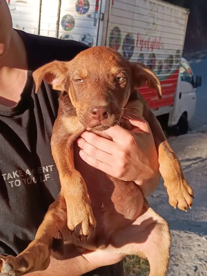 Cachorro raça SRD-ViraLata idade 2 a 6 meses nome sem nome definido