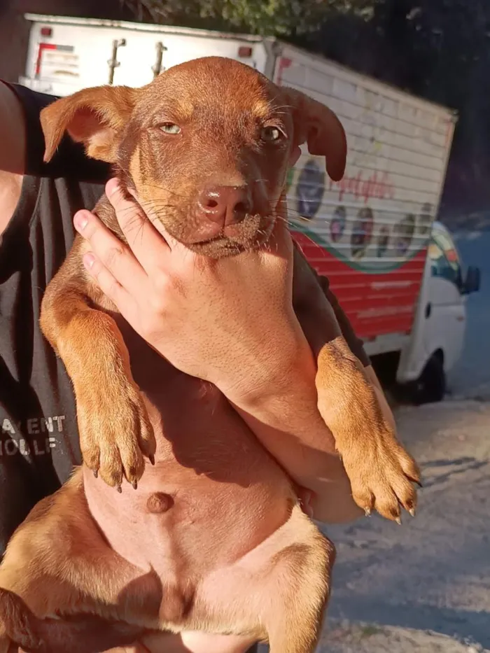 Cachorro raça SRD-ViraLata idade 2 a 6 meses nome sem nome definido