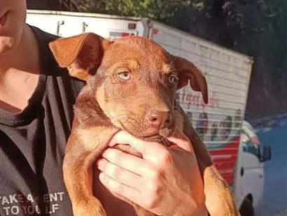 Cachorro raça SRD-ViraLata idade 2 a 6 meses nome sem nome definido