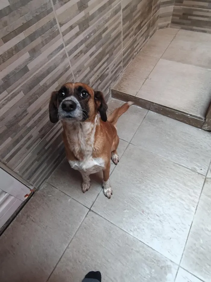 Cachorro raça SRD-ViraLata idade 6 ou mais anos nome Magaly