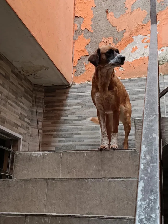Cachorro raça SRD-ViraLata idade 6 ou mais anos nome Magaly