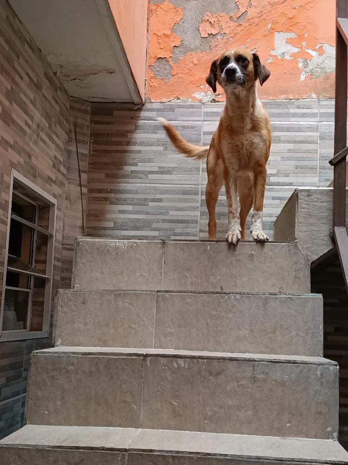 Cachorro raça SRD-ViraLata idade 6 ou mais anos nome Magaly