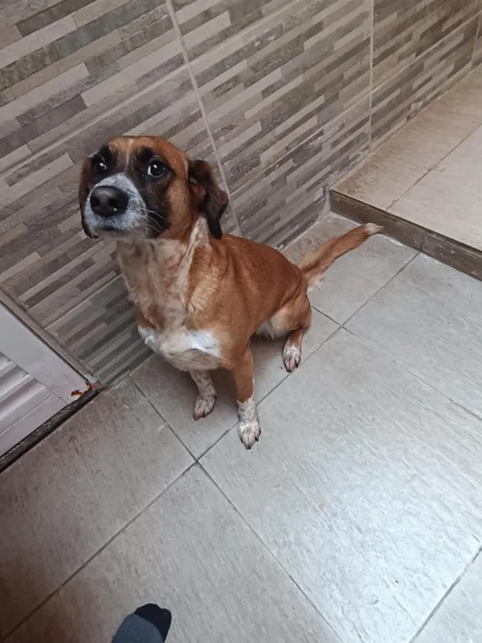 Cachorro raça SRD-ViraLata idade 6 ou mais anos nome Magaly